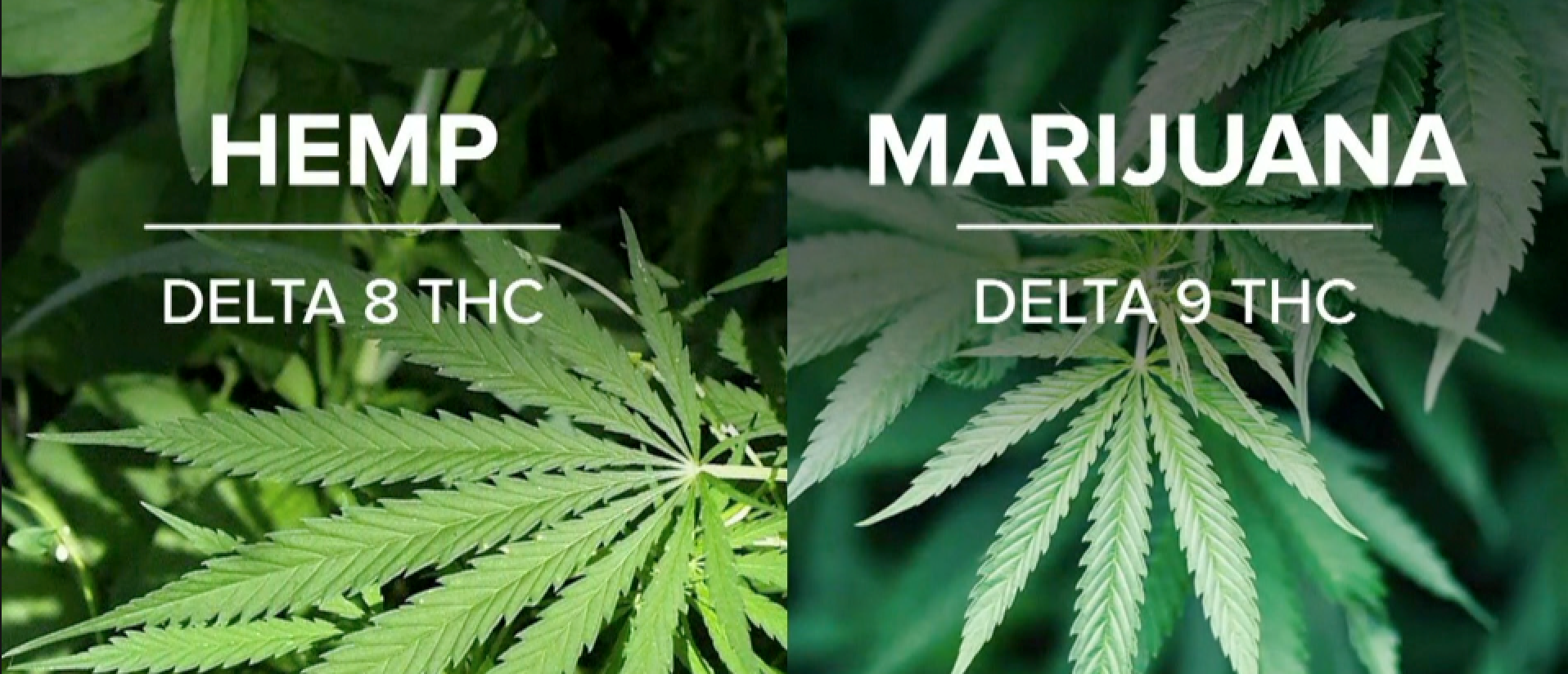 What Is The Difference Between Delta 8 And Delta 9 THC What is the difference between delta 8 and delta 9 thc